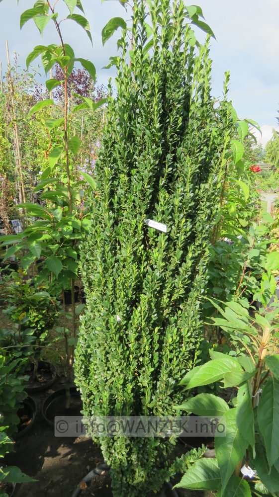 Ilex crenata Fastigiata 2m 01.JPG